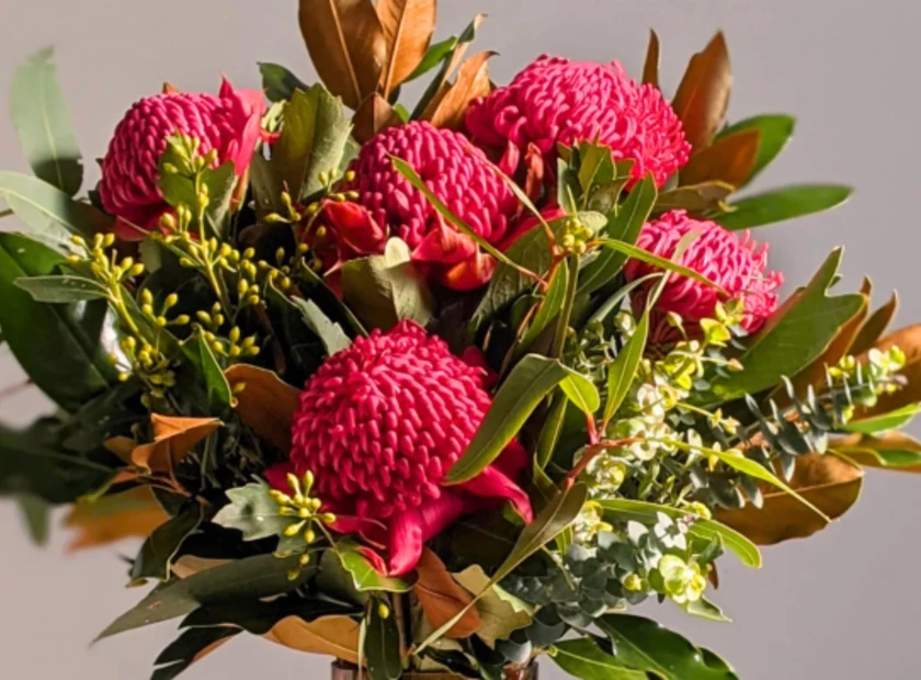 It's Waratah Season Pearsons Florist Sydney